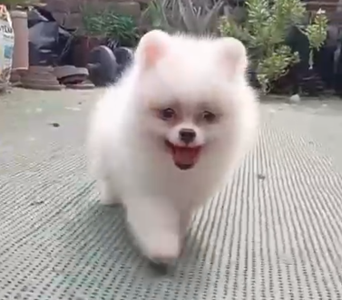 Pomeranian  dog price in  India